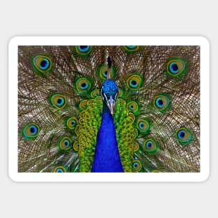 Peacock Sticker